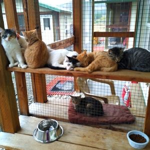 Hangin' at the kitty cabin